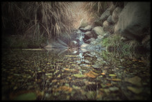 Brook.jpg