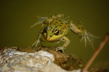Frog.jpg